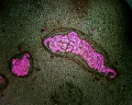 zestaw-delta-optical-do-prostej-polaryzacji-w-genetic-pro-3.webp
