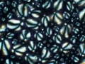 zestaw-delta-optical-do-prostej-polaryzacji-w-genetic-pro-5.webp