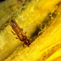 mikroskop-stereoskopowy-delta-optical-discovery-40-13.webp