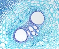 mikroskop-stereoskopowy-delta-optical-genetic-bino-12.webp