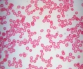 mikroskop-stereoskopowy-delta-optical-genetic-bino-13.webp
