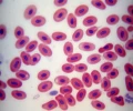 mikroskop-stereoskopowy-delta-optical-genetic-bino-14.webp