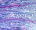 mikroskop-stereoskopowy-delta-optical-genetic-bino-15.webp