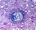 mikroskop-stereoskopowy-delta-optical-genetic-bino-16.webp