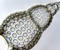 mikroskop-stereoskopowy-delta-optical-genetic-bino-17.webp