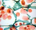 mikroskop-stereoskopowy-delta-optical-genetic-bino-18.webp
