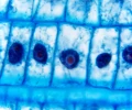 mikroskop-stereoskopowy-delta-optical-genetic-bino-19.webp