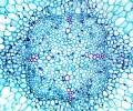 mikroskop-stereoskopowy-delta-optical-genetic-bino-20.webp