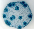 mikroskop-stereoskopowy-delta-optical-genetic-bino-21.webp