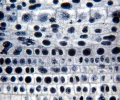 mikroskop-stereoskopowy-delta-optical-genetic-bino-22.webp