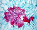 mikroskop-stereoskopowy-delta-optical-genetic-bino-23.webp