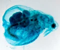 mikroskop-stereoskopowy-delta-optical-genetic-bino-24.webp