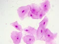 mikroskop-stereoskopowy-delta-optical-genetic-bino-25.webp