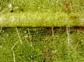 Mikroskop-delta-optical-biolight-300-z-kamerą-dlt-cam-2-mp-19.jpg
