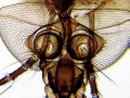 Mikroskop-delta-optical-biolight-300-z-kamerą-dlt-cam-2-mp-20.jpg