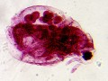 Mikroskop-delta-optical-biolight-300-z-kamerą-dlt-cam-2-mp-21.jpg