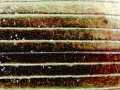 Mikroskop-delta-optical-biolight-300-z-kamerą-dlt-cam-2-mp-22.jpg