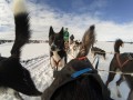 GoPro-fetch-szelki-do-mocowania-kamer-sportowych-dla-psa-3.jpg