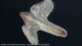 stereoskopowy-mikroskop-bresser-biolux-icd-20x-8.jpg