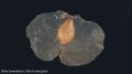 stereoskopowy-mikroskop-bresser-biolux-icd-20x-9.jpg