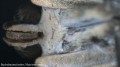 stereoskopowy-mikroskop-bresser-biolux-icd-20x-10.jpg
