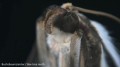 stereoskopowy-mikroskop-bresser-biolux-icd-20x-11.jpg