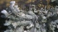 stereoskopowy-mikroskop-bresser-biolux-icd-20x-12.jpg