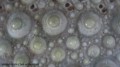 stereoskopowy-mikroskop-bresser-biolux-icd-20x-20.jpg