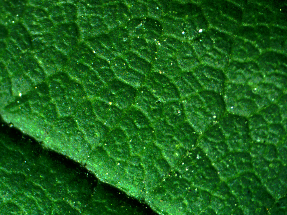 Mikroskop stereoskopowy Delta Optical StereoLight