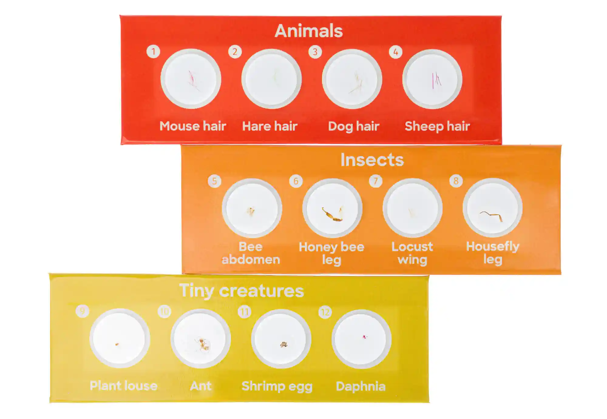 Preparaty mikroskopowe Discovery Fauna 12szt