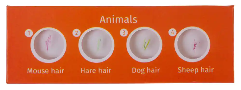 Preparaty mikroskopowe dla dzieci Levenhuk LabZZ C12 12szt - zwierzęta