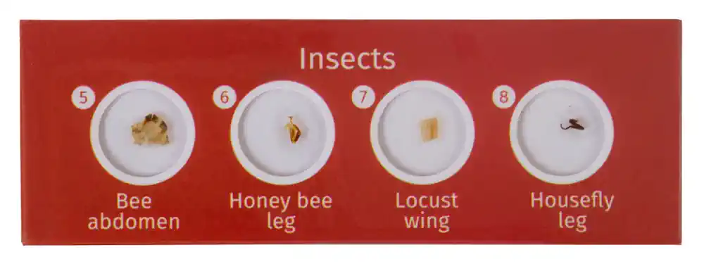 Preparaty mikroskopowe dla dzieci Levenhuk LabZZ C12 12szt - owady
