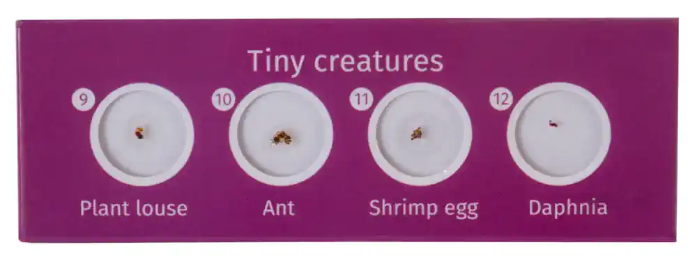 Preparaty mikroskopowe dla dzieci Levenhuk LabZZ C12 12szt - małe zwierzęta