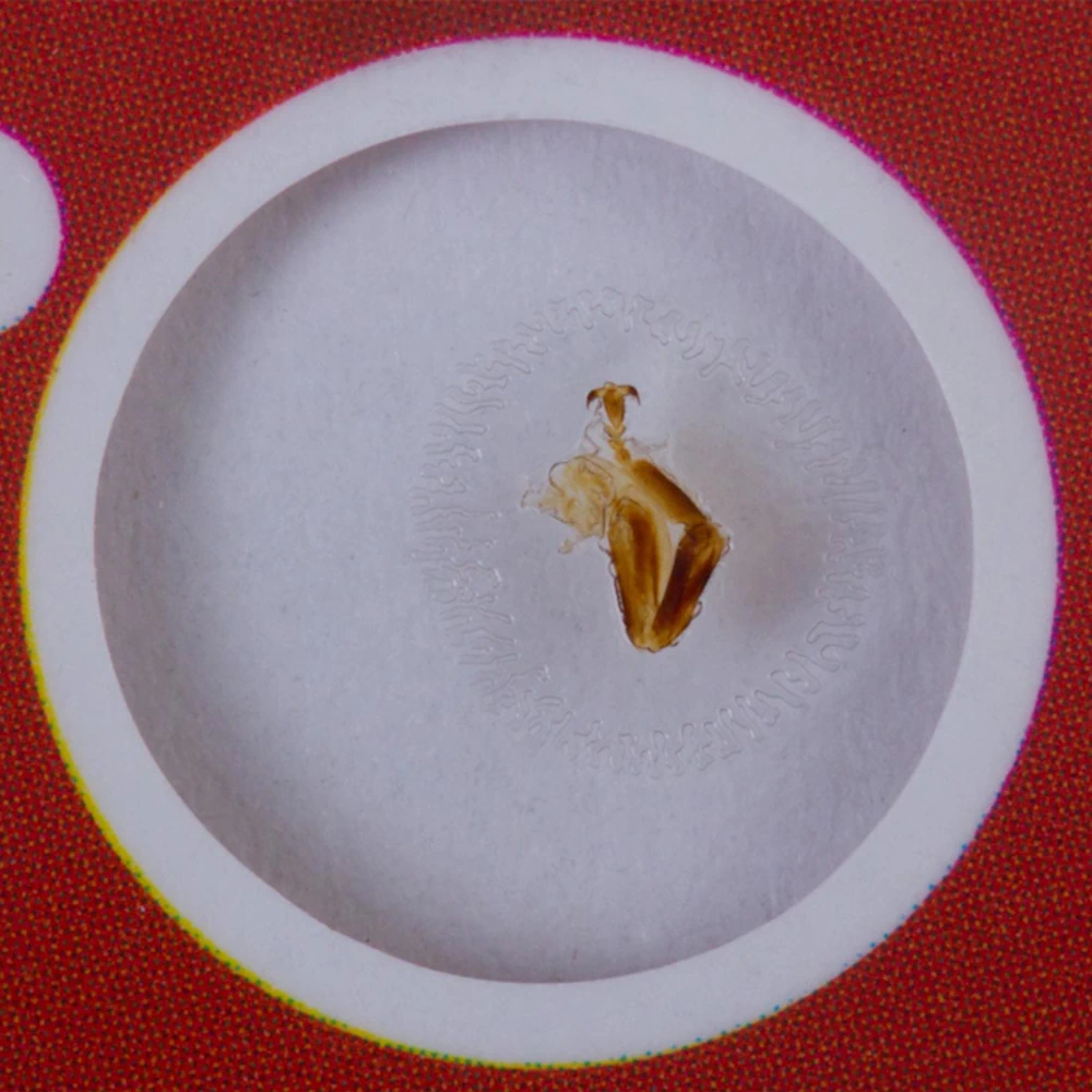 Szkoła - preparaty do mikroskopu Levenhuk LabZZ C12 12szt - odnóże pszczoły