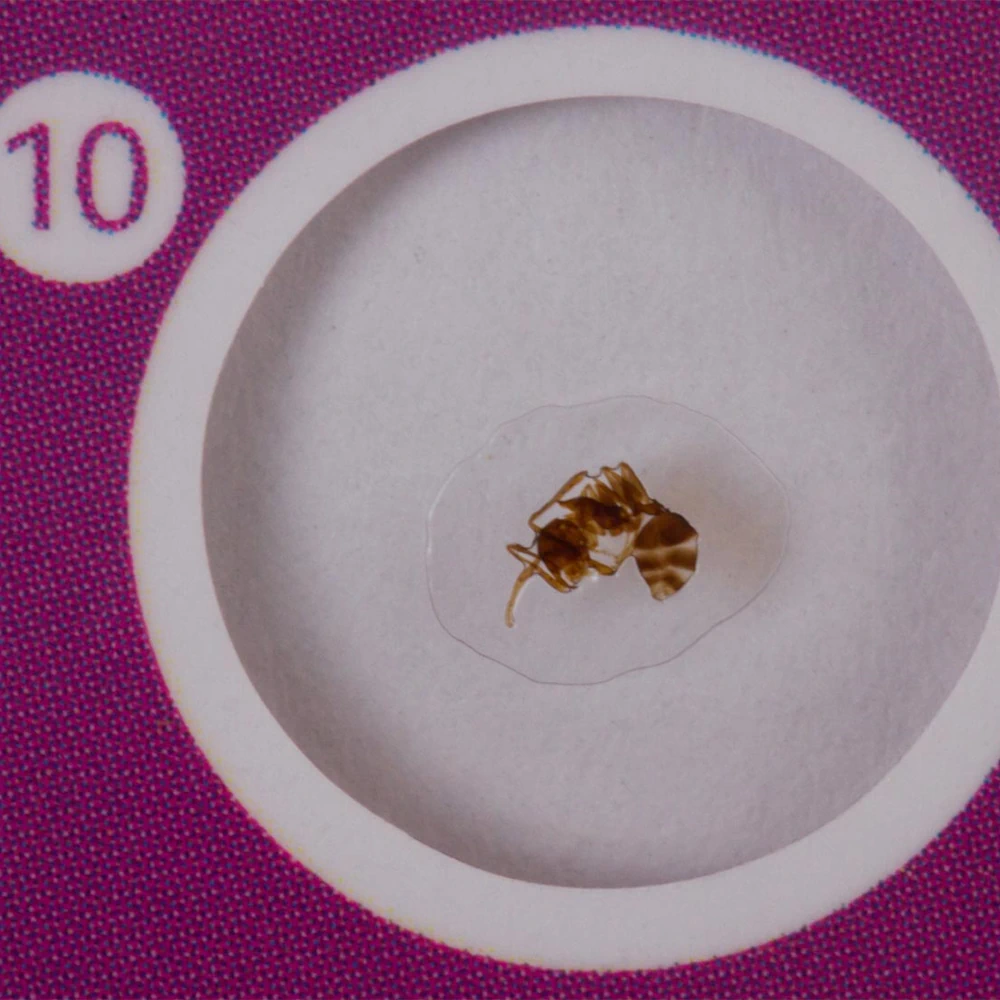 Preparaty do mikroskopu Levenhuk LabZZ C12 12szt - mrówka